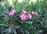 Nerium oleander