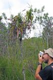 Nepenthes gracilis