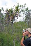 Nepenthes gracilis. Верхушка растения с ловчими кувшинчиками. Малайзия, штат Саравак, национальный парк \"Бако\". 30.04.2008.