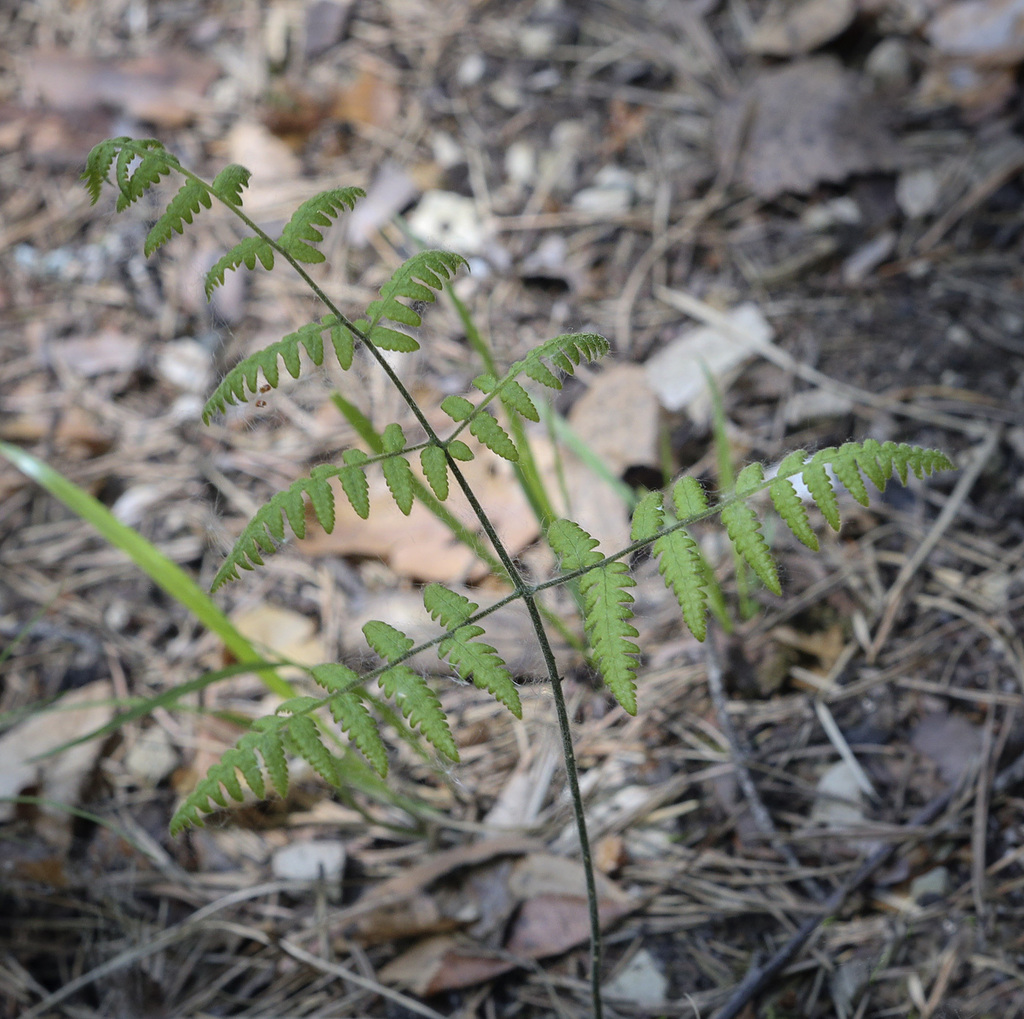 Image of Gymnocarpium robertianum specimen.