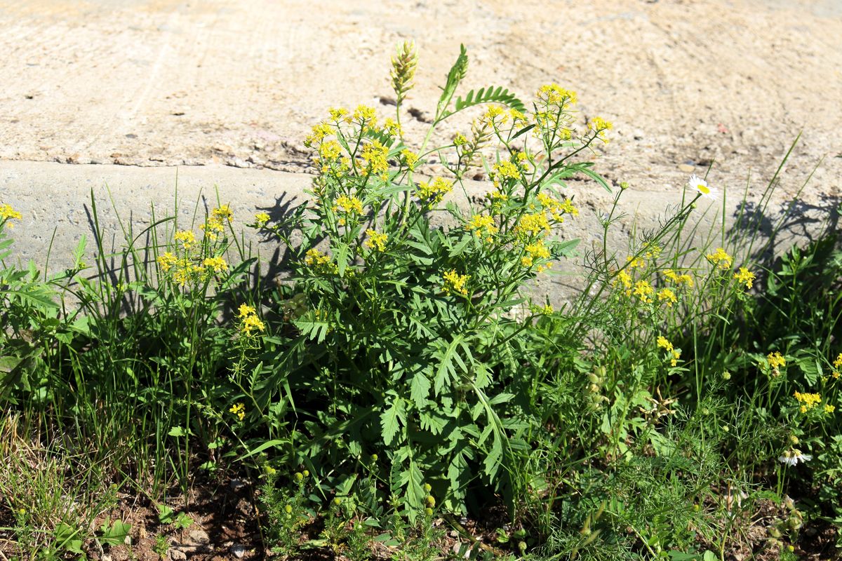 Image of Rorippa sylvestris specimen.