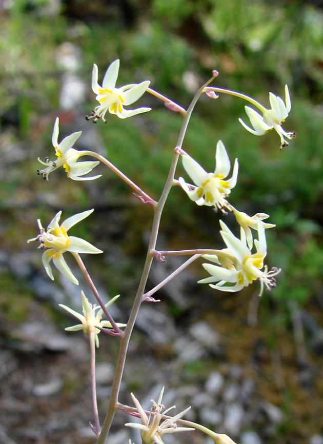 Изображение особи Zigadenus sibiricus.