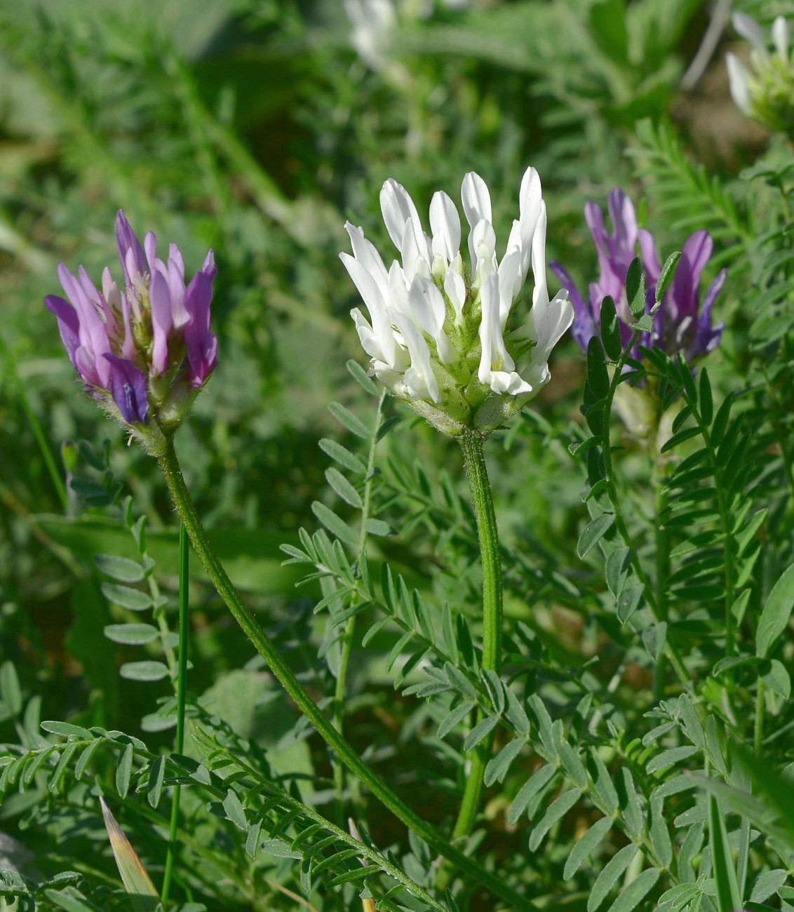 Изображение особи Astragalus onobrychis.