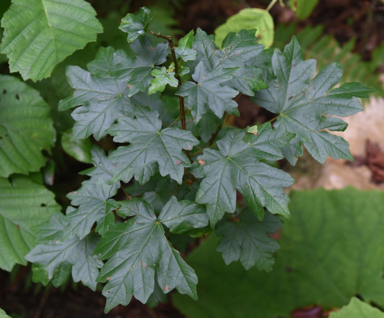 Image of Acer campestre specimen.