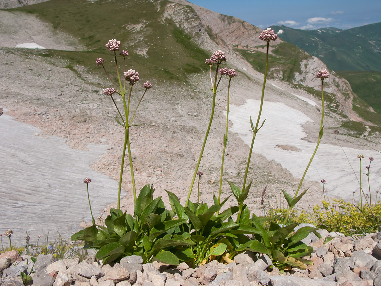 Image of Valeriana alpestris specimen.