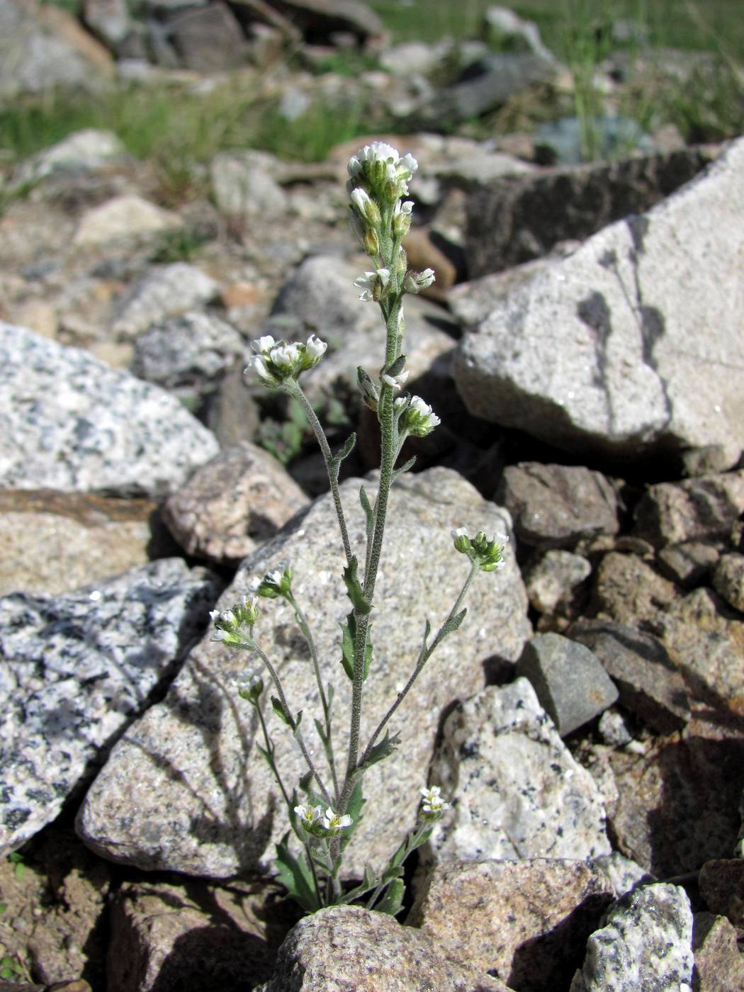Image of Draba cana specimen.