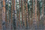Pinus sylvestris