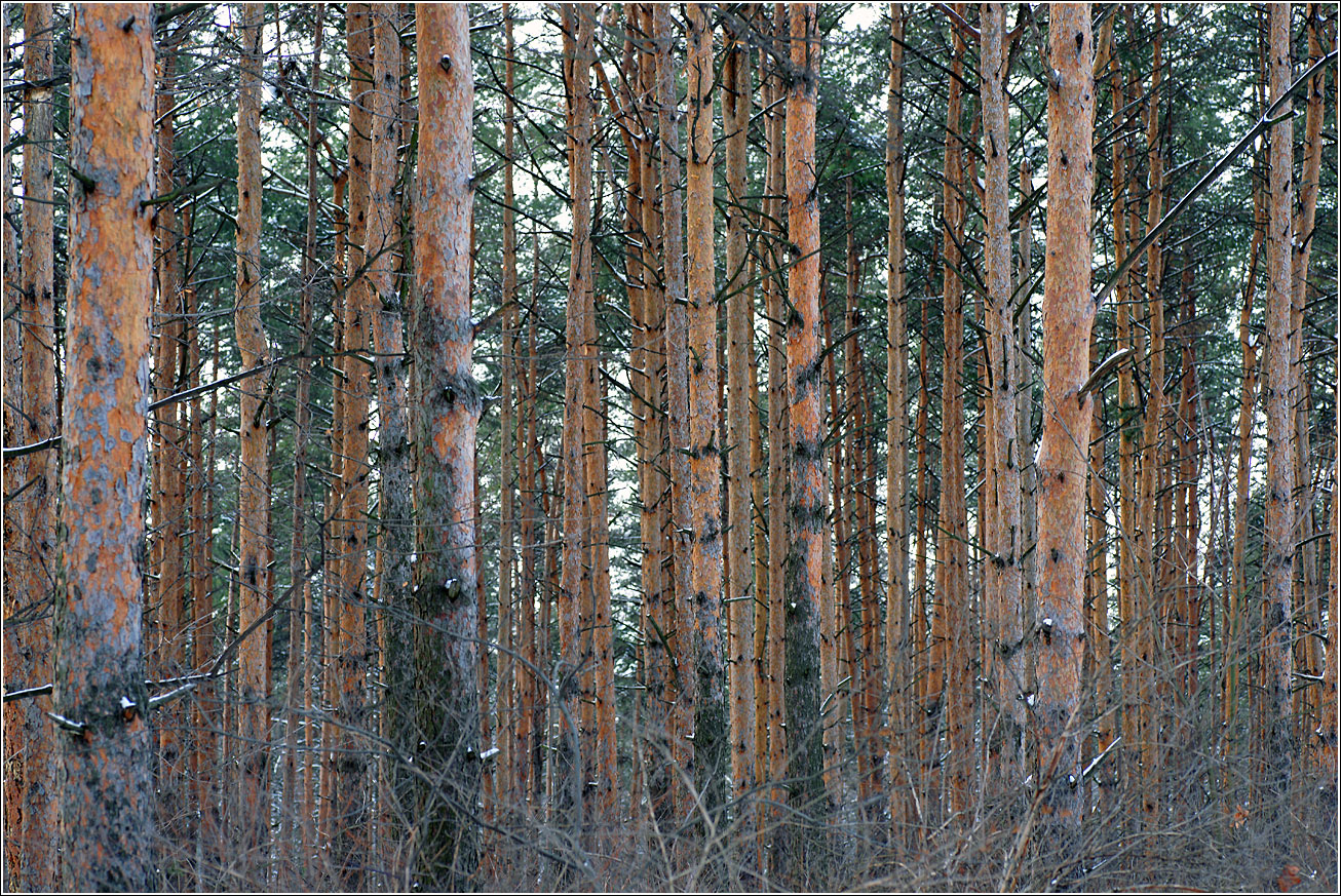 Изображение особи Pinus sylvestris.