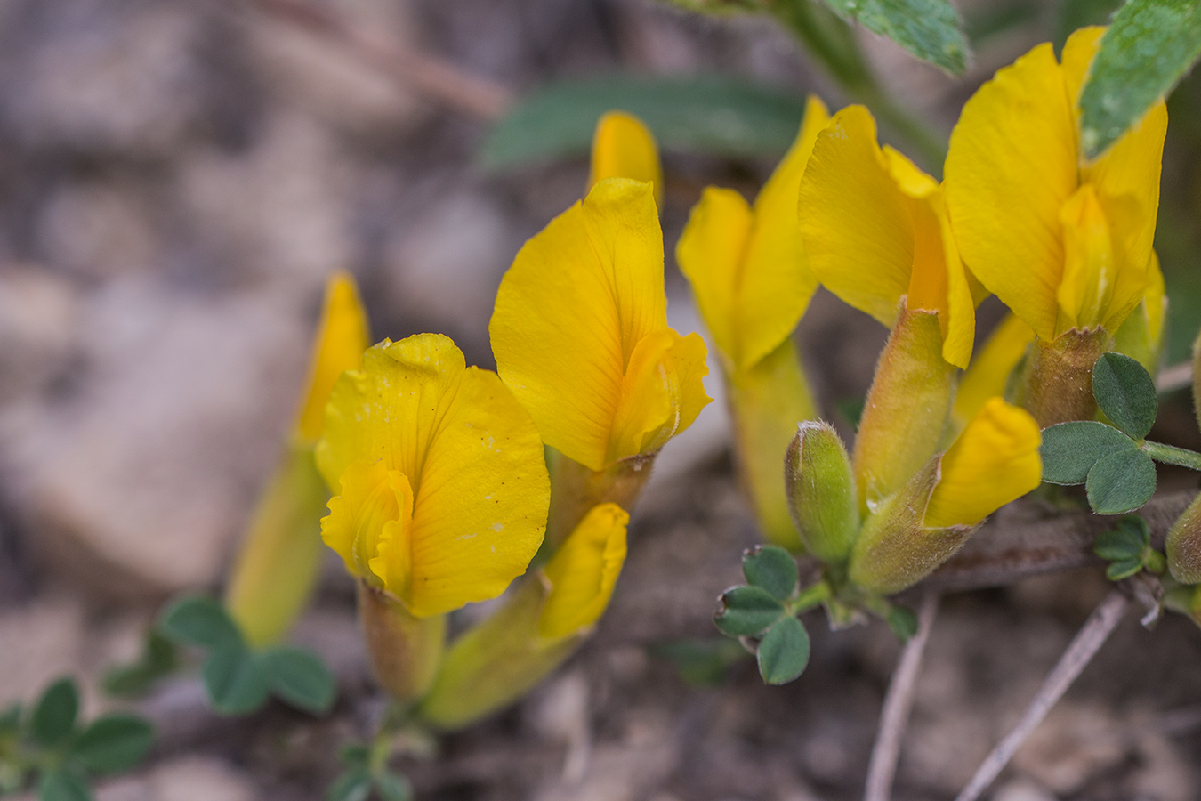 Изображение особи Chamaecytisus ruthenicus.