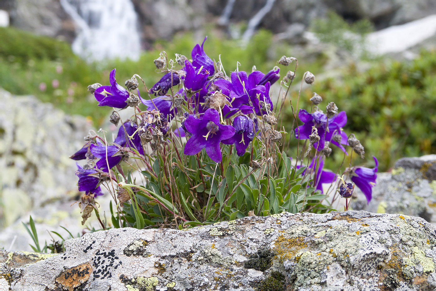 Image of Campanula saxifraga specimen.