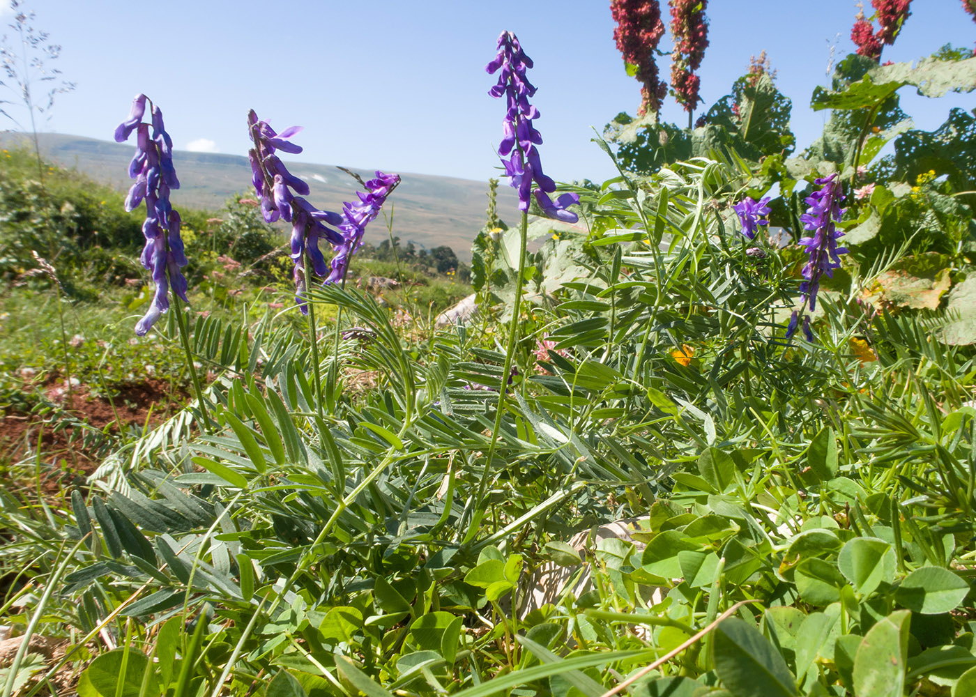 Изображение особи Vicia grossheimii.