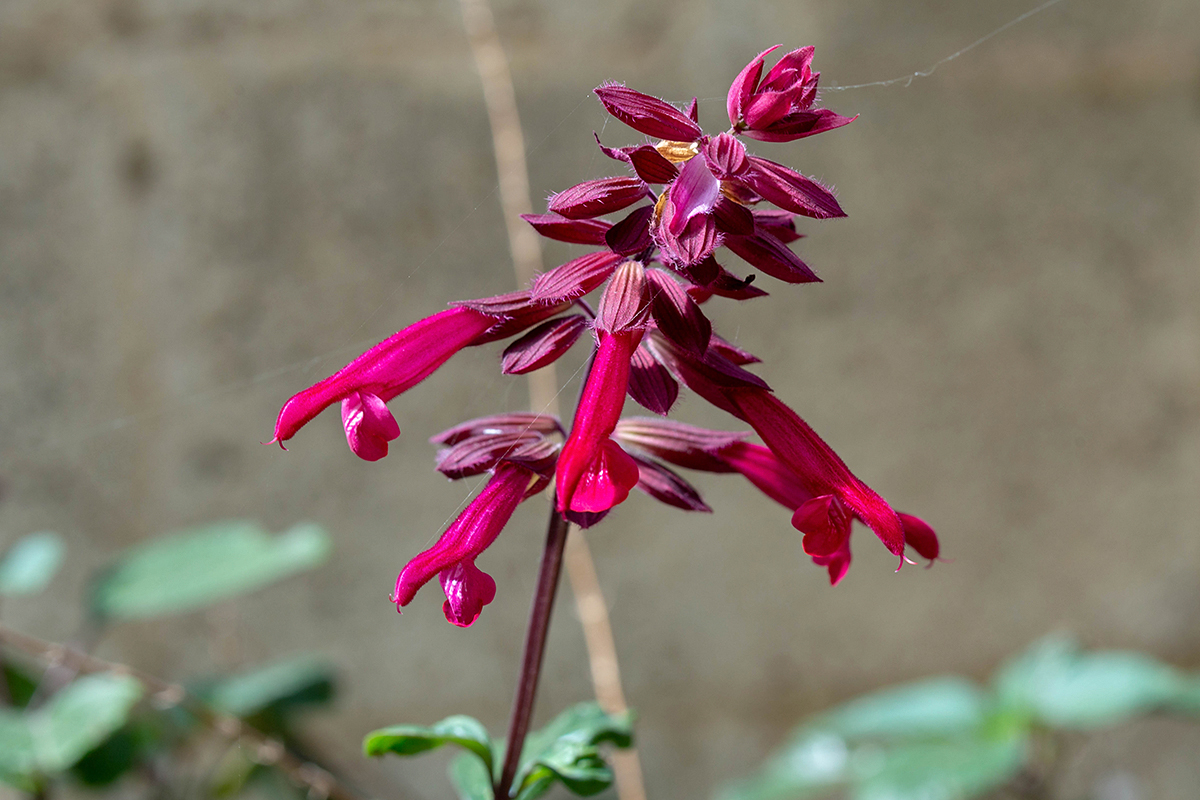 Изображение особи род Salvia.