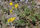 Hypericum scabrum