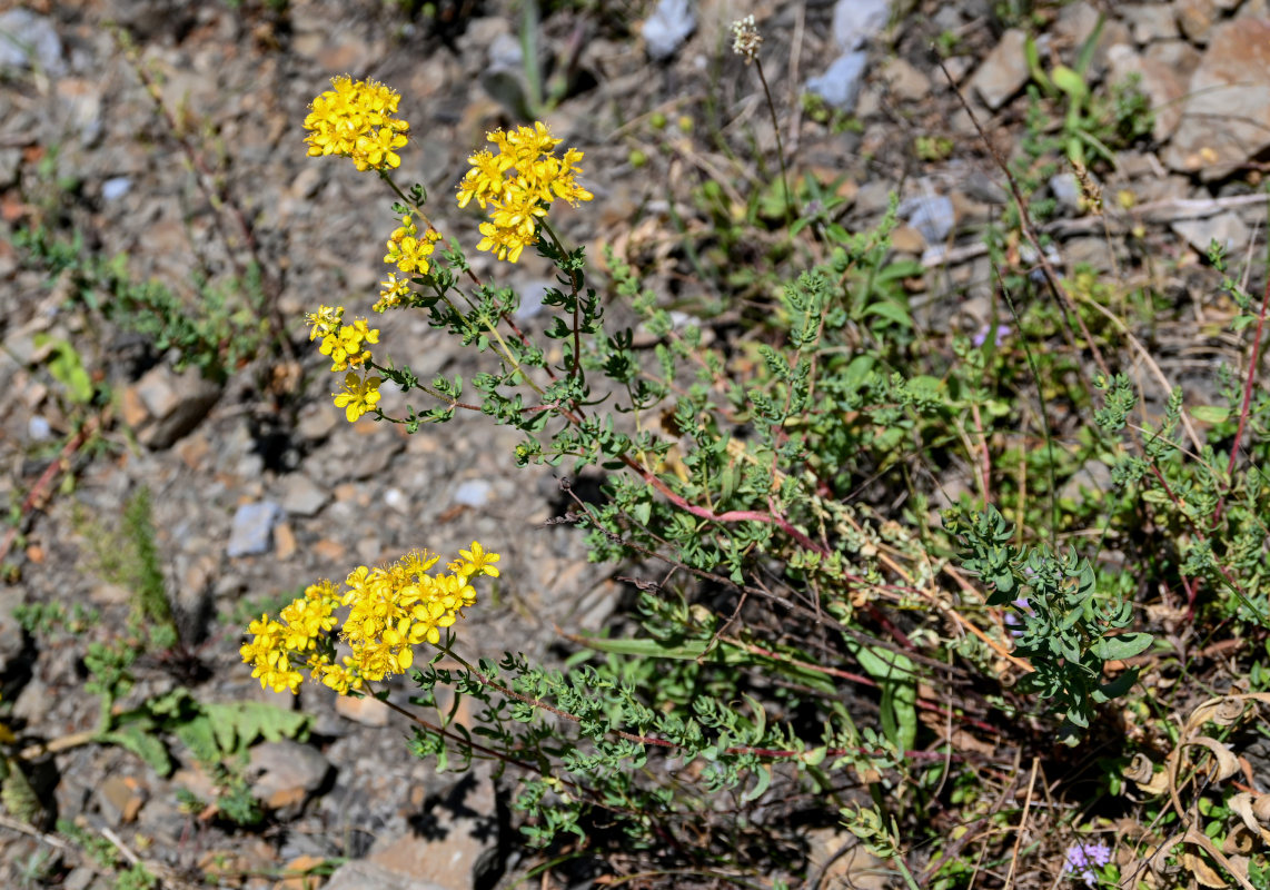 Изображение особи Hypericum scabrum.