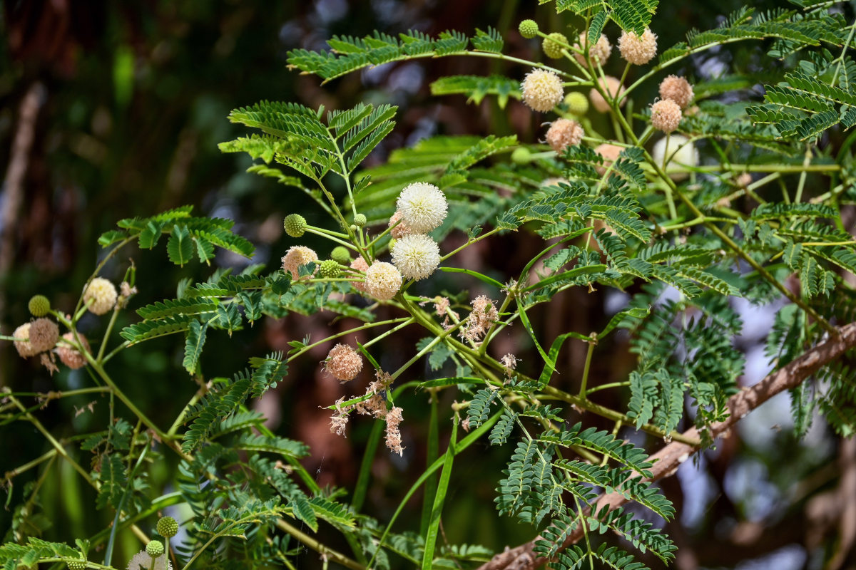 Image of Leucaena leucocephala specimen.
