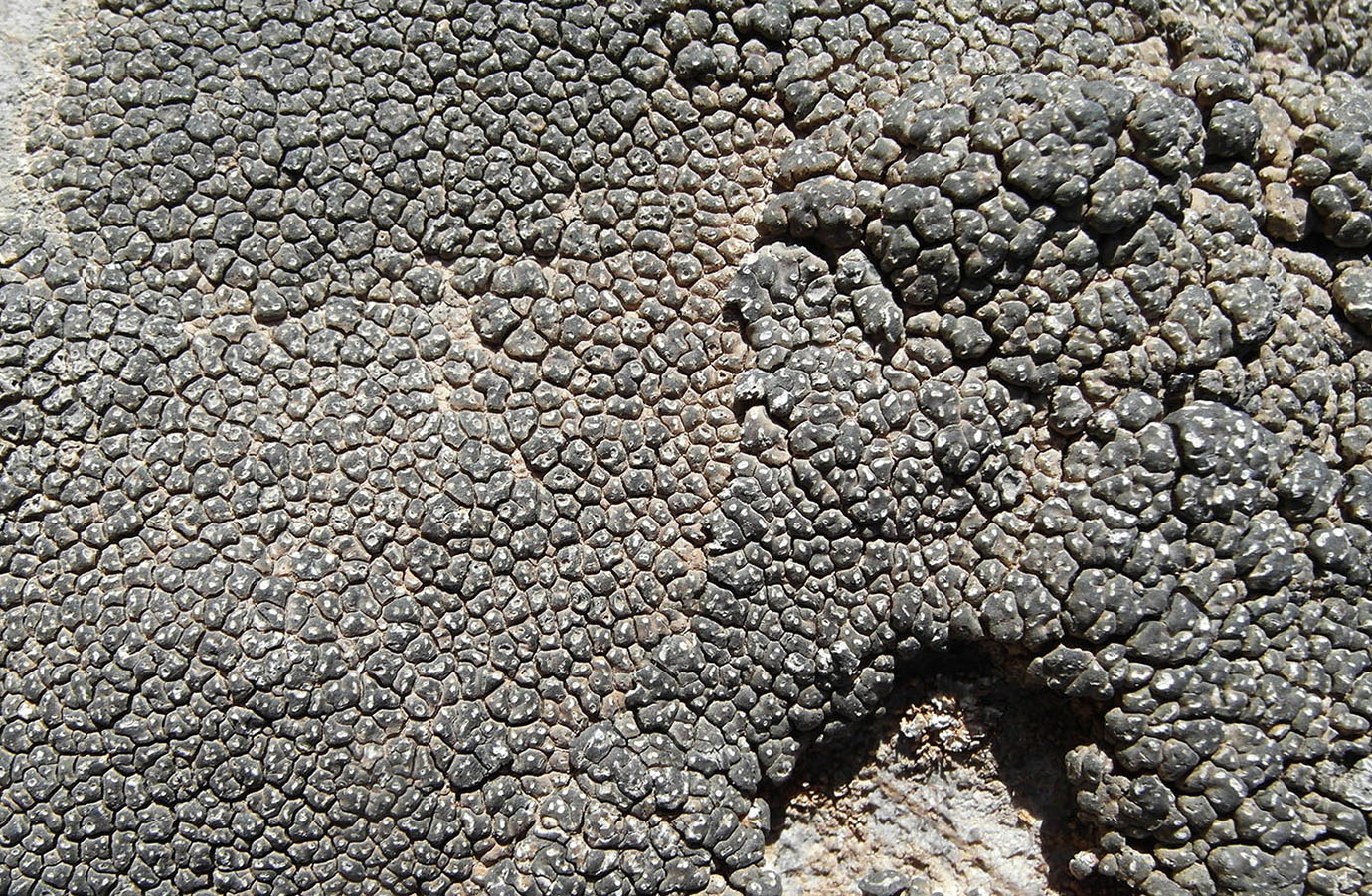 Image of Aspicilia albosparsa specimen.