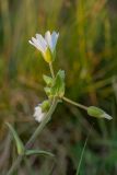 genus Cerastium. Верхушка цветущего растения. Краснодарский край, Туапсинский р-н, Главный Кавказский хр., гора Семиглавая, высота 1450 м н.у.м., каменистый субальпийский луг. 27.05.2023.