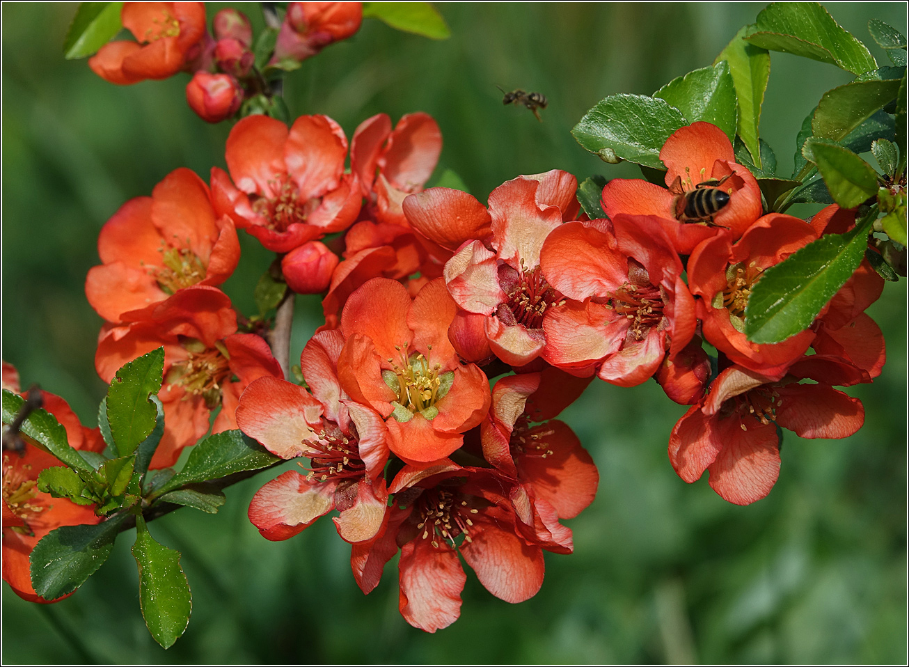 Image of Chaenomeles japonica specimen.