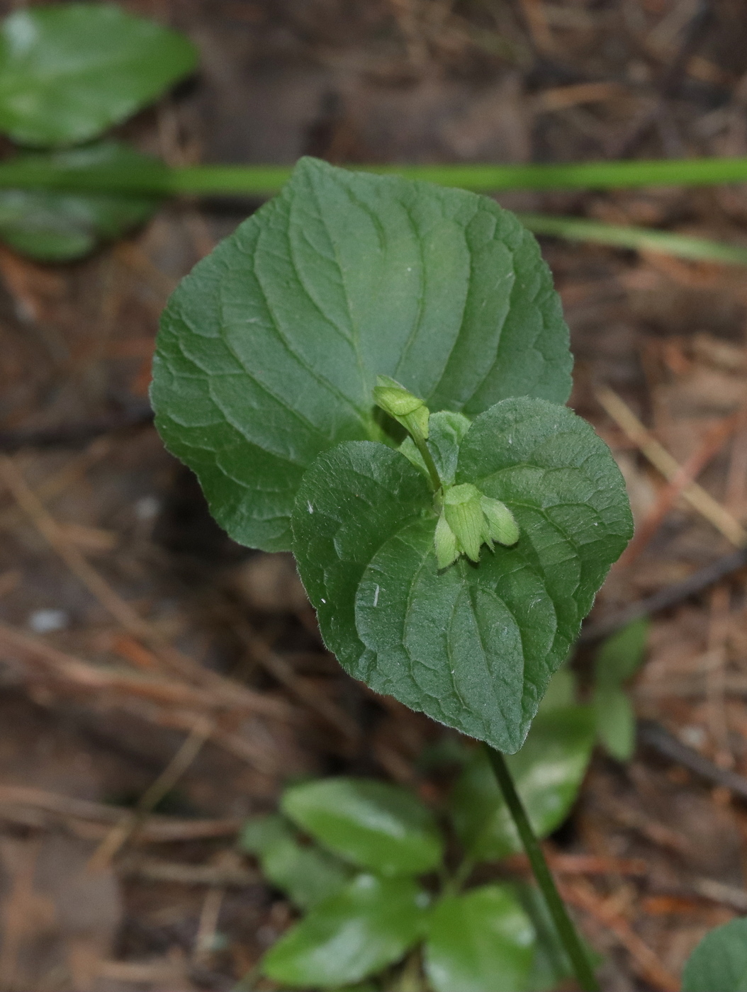 Изображение особи Viola mirabilis.