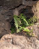 Asplenium decurrens. Спороносящее растение. Чили, обл. Valparaiso, провинция Isla de Pascua, г. Hanga Roa, церемониальный комплекс Tahai, скалы у входа в пещеру. 19.03.2023.