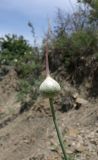 Allium atroviolaceum
