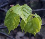 Tilia cordata. Молодые листья. Пермский край, г. Пермь, Дзержинский р-н, м-н Акуловский, липовый лес. 13.05.2023.
