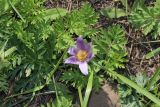 Pulsatilla turczaninovii. Цветущее растение (повторное цветение). Красноярский край, г. Красноярск, о. Татышев, разнотравный участок. 23.08.2023.