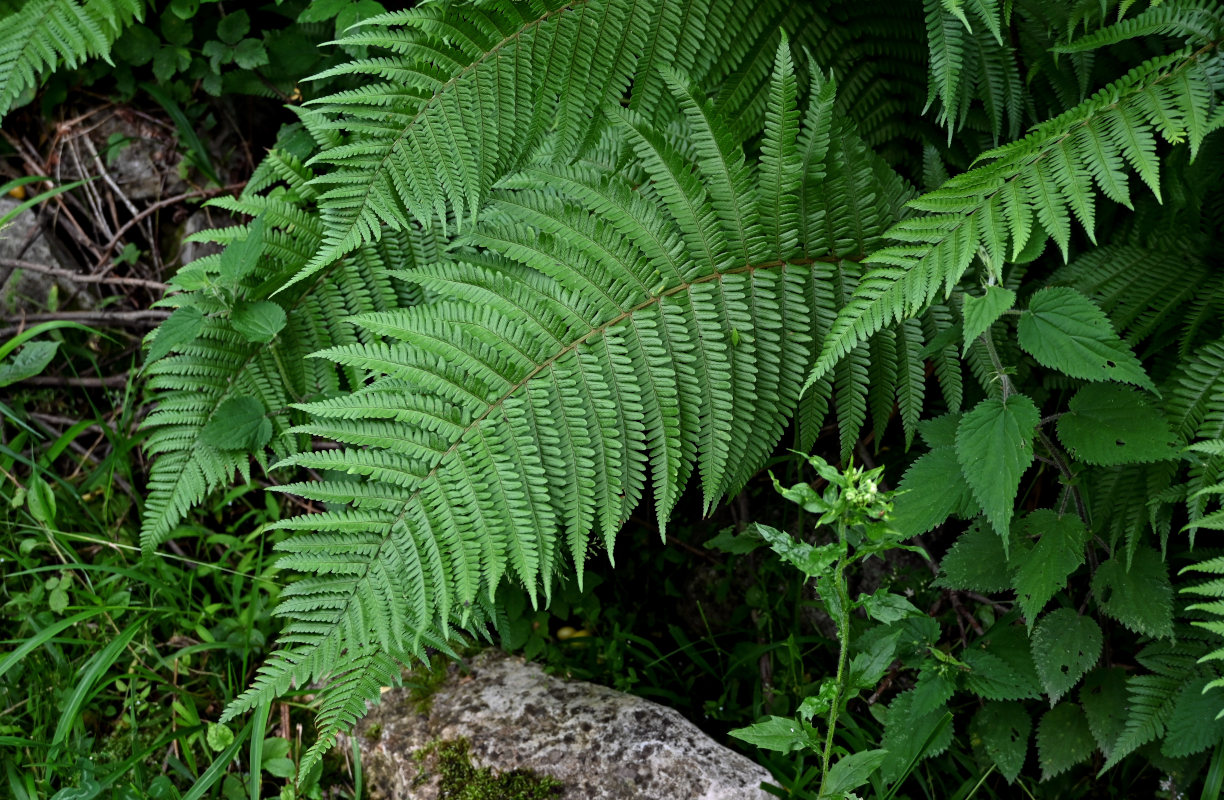 Image of Dryopteris filix-mas specimen.