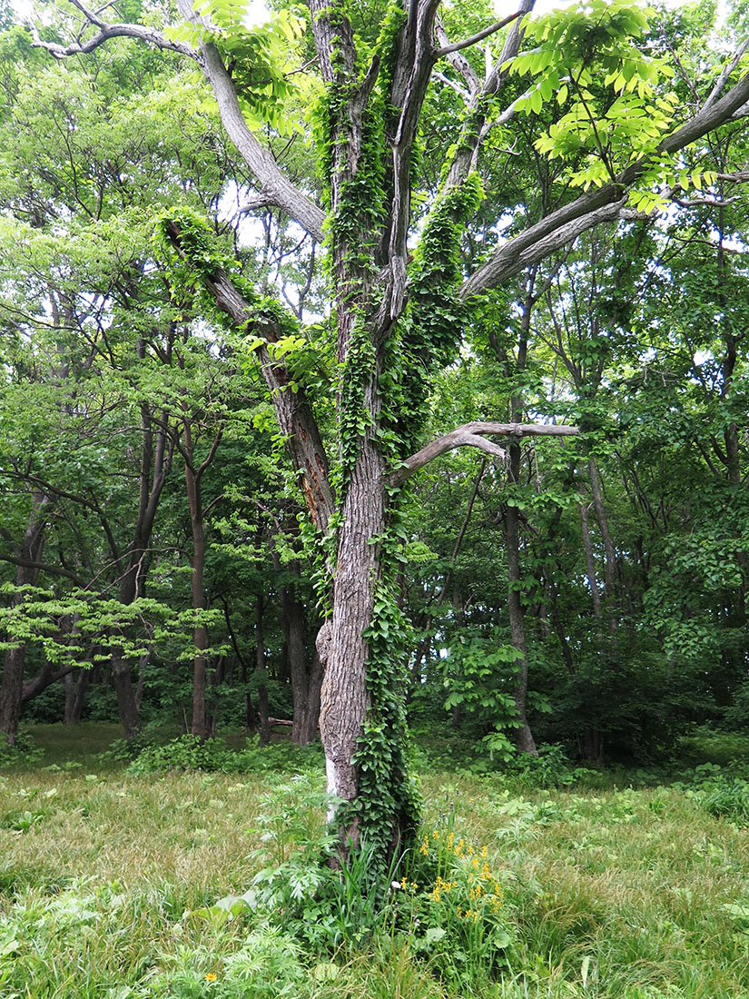 Изображение особи Celastrus flagellaris.