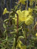 Oenothera glazioviana. Часть аномально изогнутого побега с незрелыми плодами и цветок. Испания, автономное сообщество Каталония, провинция Жирона, комарка Баш Эмпорда, муниципалитет Тороэлья-де-Монгри, окр. устья р. Тер, подножие тылового склона дюны, возле дюнозакрепляющего забора. 16.07.2023.