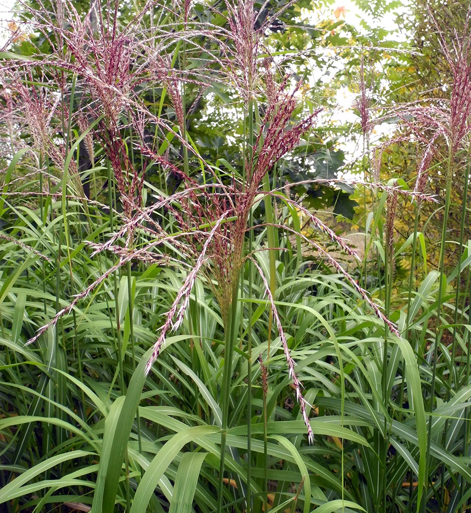 Изображение особи Miscanthus &times; longiberbis.