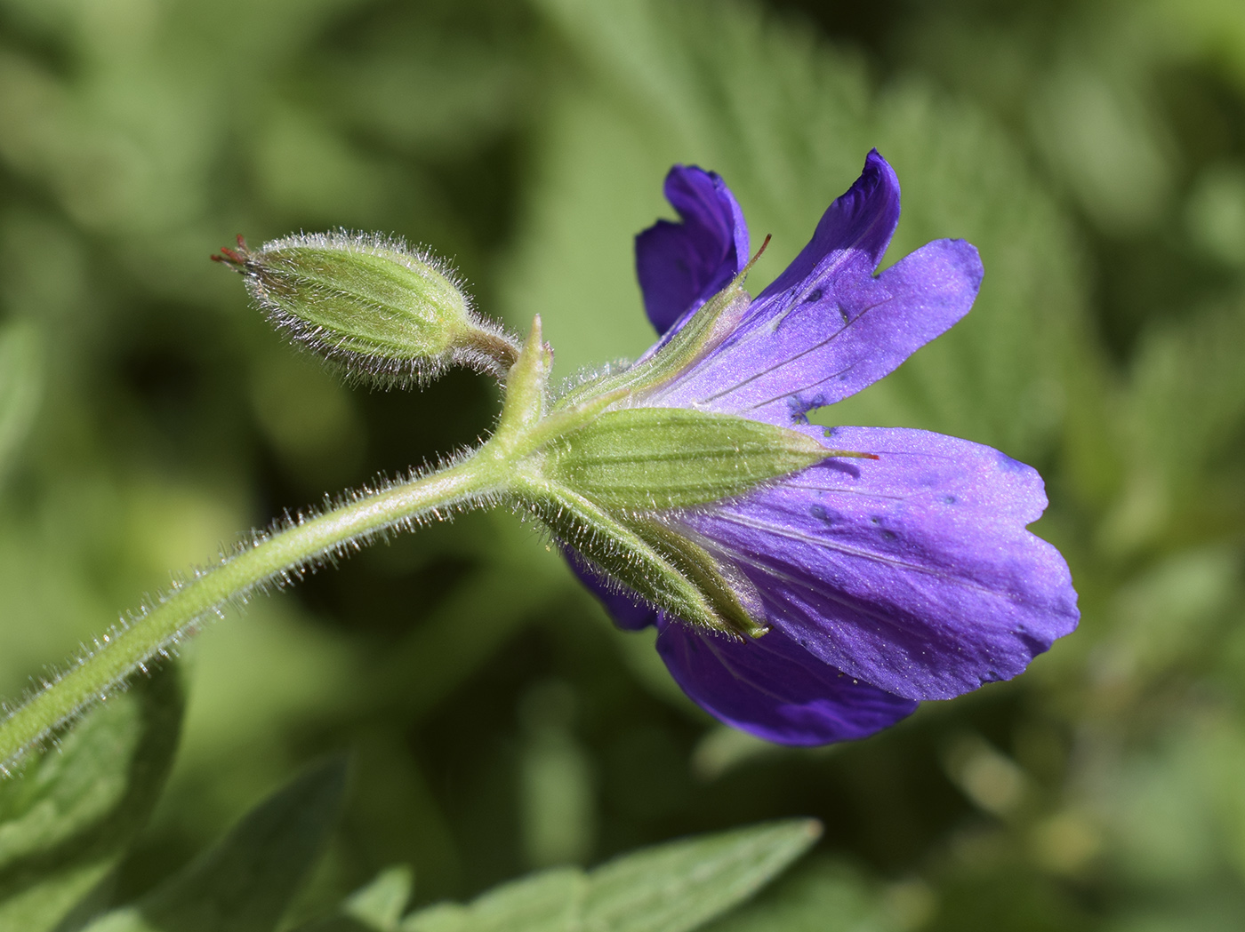 Изображение особи Geranium sylvaticum.