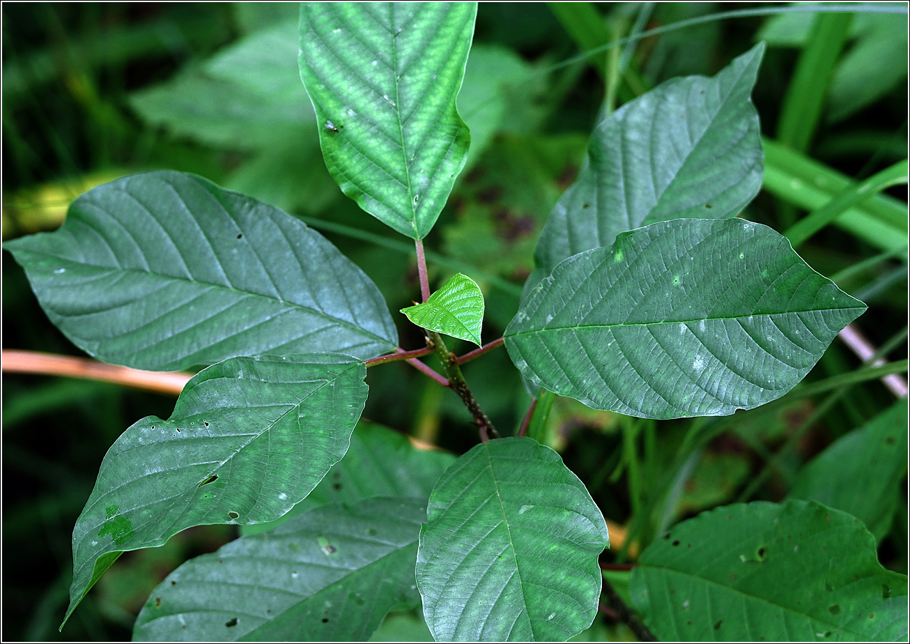 Изображение особи Frangula alnus.