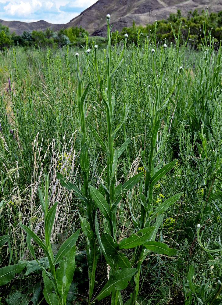 Изображение особи Chartolepis intermedia.