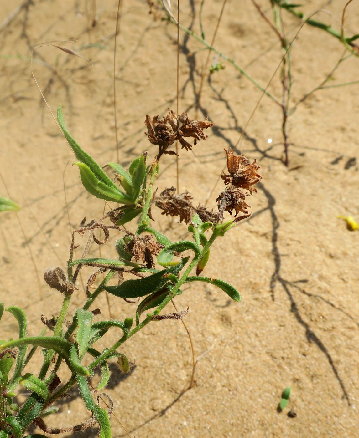 Image of Anchusa velenovskyi specimen.