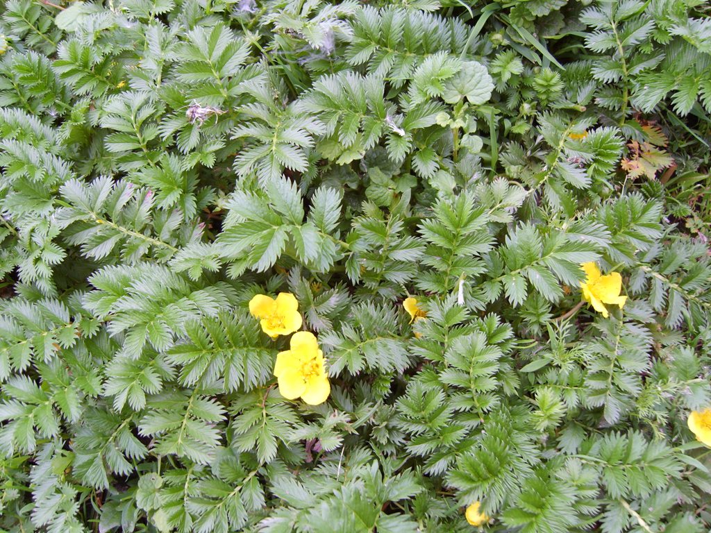 Image of Potentilla anserina specimen.