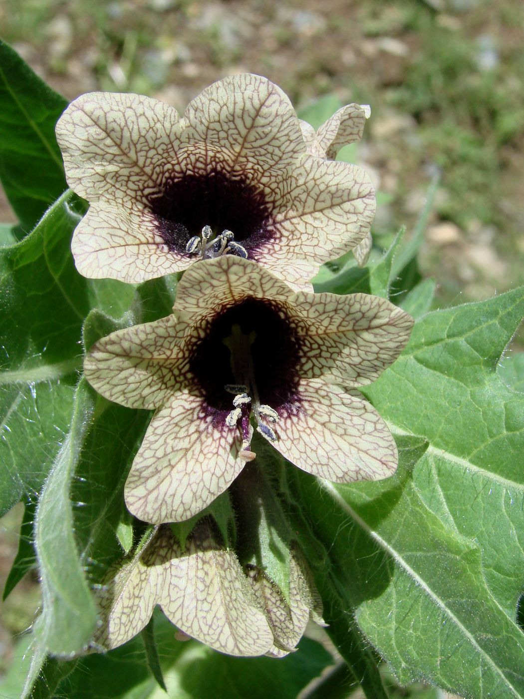 Image of Hyoscyamus niger specimen.