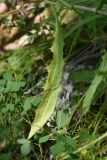 род Carlina