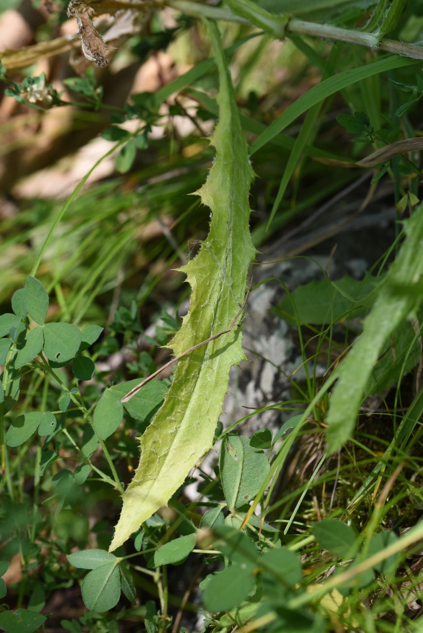 Image of genus Carlina specimen.