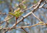 Pyrus ussuriensis. Часть ветви с бутонизирующим соцветием и молодыми листьями. Казахстан, Восточно-Казахстанская обл., Глубоковский р-н, окр. с. Кожохово, в культуре. 07.05.2023.