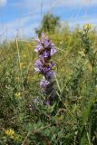 Campanula glomerata. Верхушка цветущего растения (гипохромная форма). Новгородская обл., геологический памятник \"Ильменский глинт\", окр. дер. Ретлё, побережье оз. Ильмень, суходольный луг на известняке. 25.07.2023.