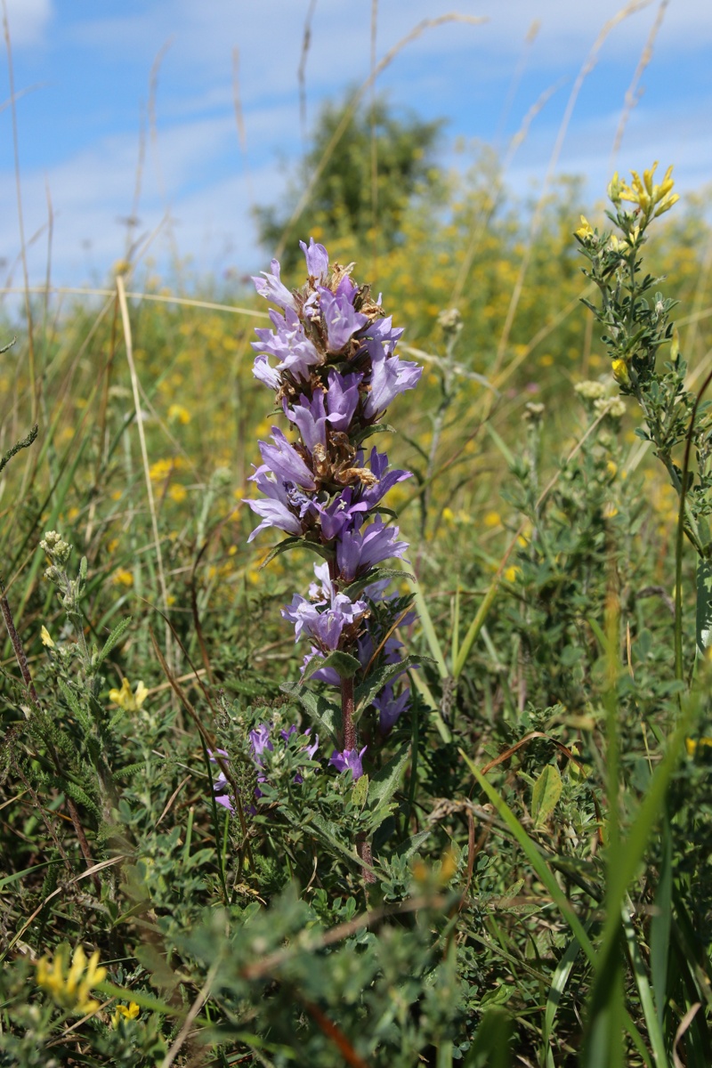 Image of Campanula glomerata specimen.