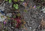 Geranium purpureum