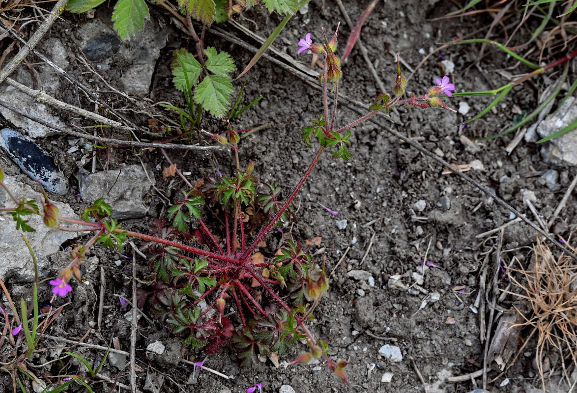 Image of Geranium purpureum specimen.