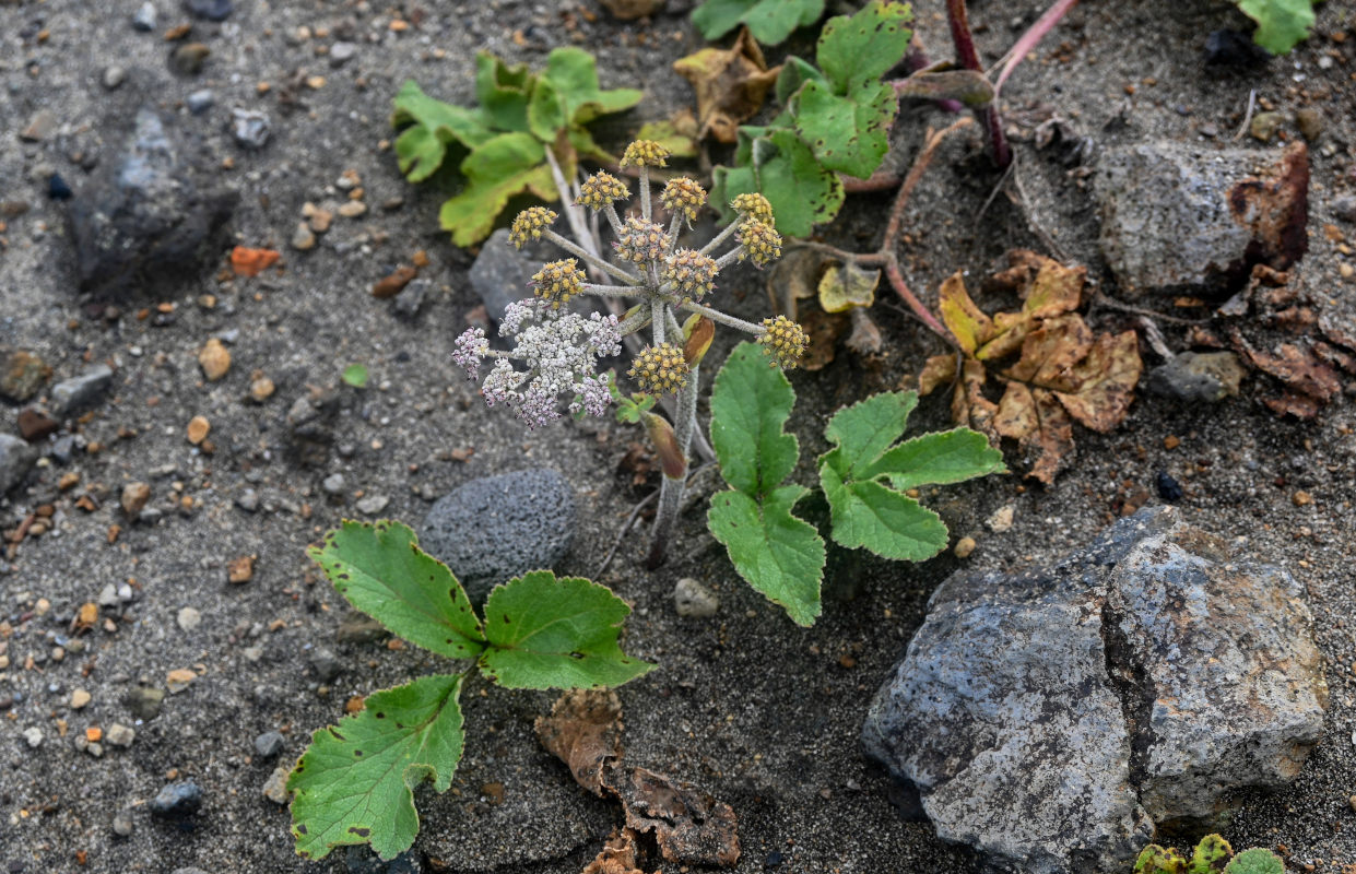 Image of Glehnia litoralis specimen.