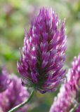 Trifolium purpureum