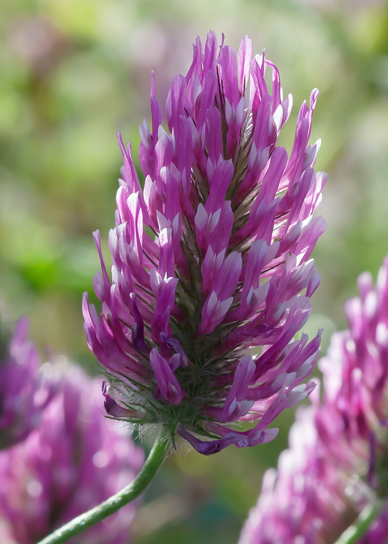 Image of Trifolium purpureum specimen.