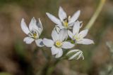 Ornithogalum kochii. Цветки. Ростовская обл., Мартыновский р-н, окр. хут. Несмеяновка, правый берег р. Сал, степной склон. 07.04.2024.