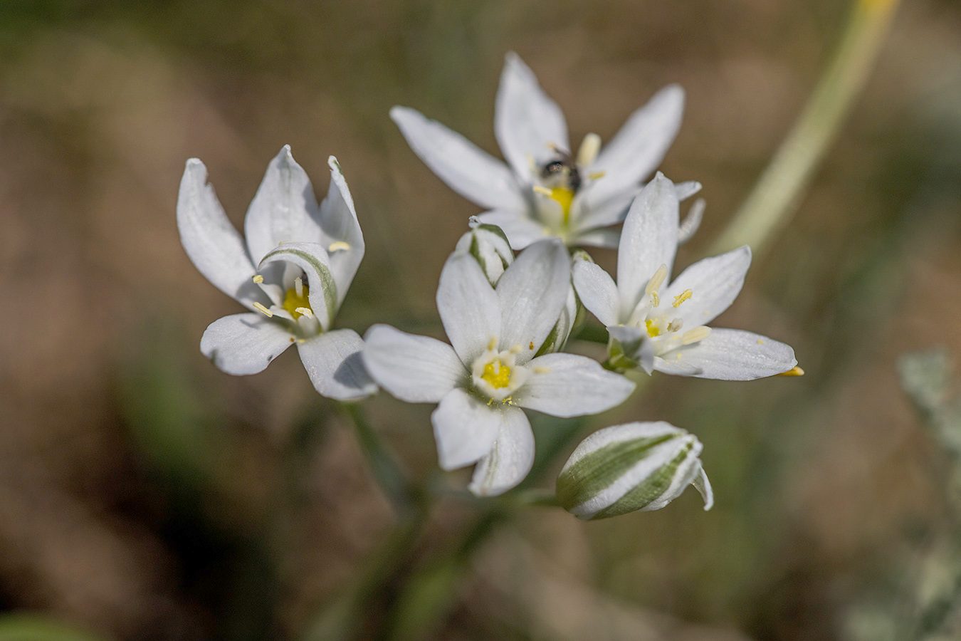 Image of Ornithogalum kochii specimen.