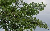 genus Prunus. Ветви с незрелыми плодами. Грузия, Самцхе-Джавахети, г. Ахалцихе, в культуре. 12.06.2023.